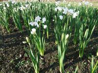 Der Park von Klosterneuburg zeigt sich frühlingshaft