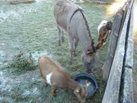 Ein Esel und zwei Ziegen auf dem Wolfsberg.