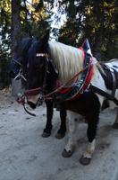 041 Kutschfahrt am Katschberg