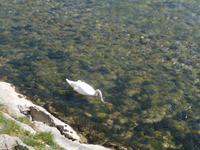 Ein Schwan sucht (und findet) Nahrung.