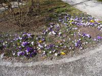 Frühling lässt sein blaues Band wieder flattern durch die Lüfte ...