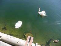 Ein unzertrennbares Schwanenpaar auf dem Hallstättersee.