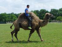 Im Gutshof sehen wir Kamele...