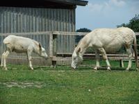 ...weiße Esel...