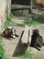 ... und Ziegen mit vier Hörnern