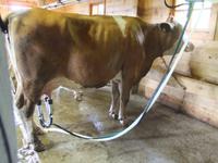 Am Abend haben sich die Kühe zum Melken eingefunden