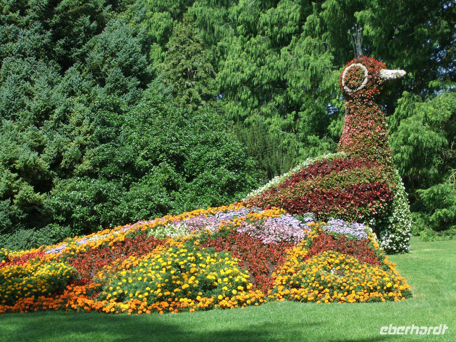 Auf den Insel treffen wir auch einen Pfau...