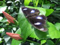 Im Schmetterlingshaus