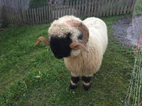 0336%22Zuagroaster%22