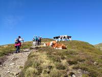 die Kühe scheinen sich die Sonne gefallen zu lassen