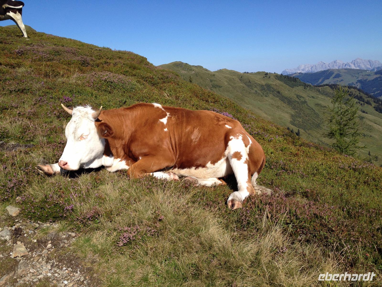 Kuh liegt in der Sonne