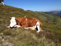 Kuh liegt in der Sonne