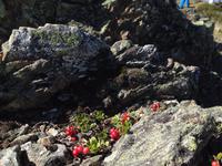 Vogelbeeren wachsen hier aus Steinen