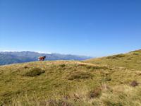 Ausblick auf die niedrigen Gräser und eine Kuh