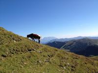 grasende Kuh am Berg