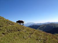 grasende Kuh am doch recht steilen Berg