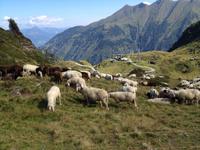 die Schafe werden für den Winter von der Alm abgetrieben