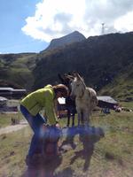 Herta füttert zwei Esel