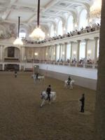 Beim Morgentraining in der Spanischen Hofreitschule