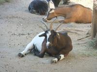 ...Ziegen mit vier Hörnern...