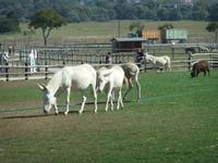 Im Gutshof sehen wir weiße Barockesel...