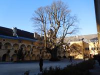 Millstatt_Klosterlinde