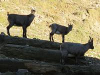 Steinböcke im Tierpark