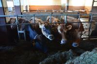 078 Kuchl, Käserei Fürstenhof