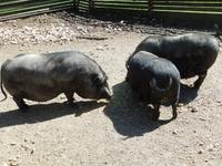 Die schwarzen Schweine von der Hohen Wand