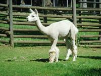 Auch Alpakas treffen wir auf der Hohen Wand