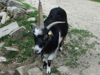 Wir treffen auch Ziegen mit vier Hörnern im Gutshof