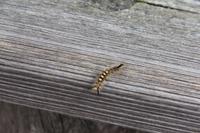 Lebendiges auf dem Schafberg