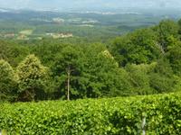 Sausaler Weinstraße