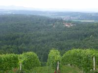 Blick auf die Schilcher Weinstrasse  Buschenschank Klug