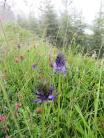 Unsere Aufmerksamkeit gilt den Pflanzen