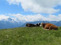 Kühe genießen auch die Aussicht