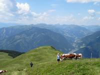 Petra und Andrea mit den Kühen