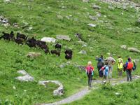 Zwei Herden aufeinander