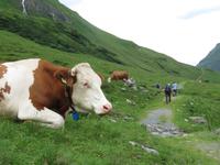 Kühe am Kräuterlehrpfad