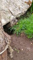 freudlich grüßt das Murmeltier