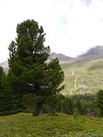 Obergurgler Zirbenwald