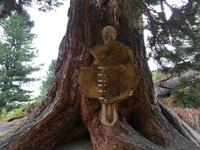 jahrhunderte alte Kiefer