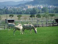Eine Besonderheit im Gutshof: weiße Barockesel 