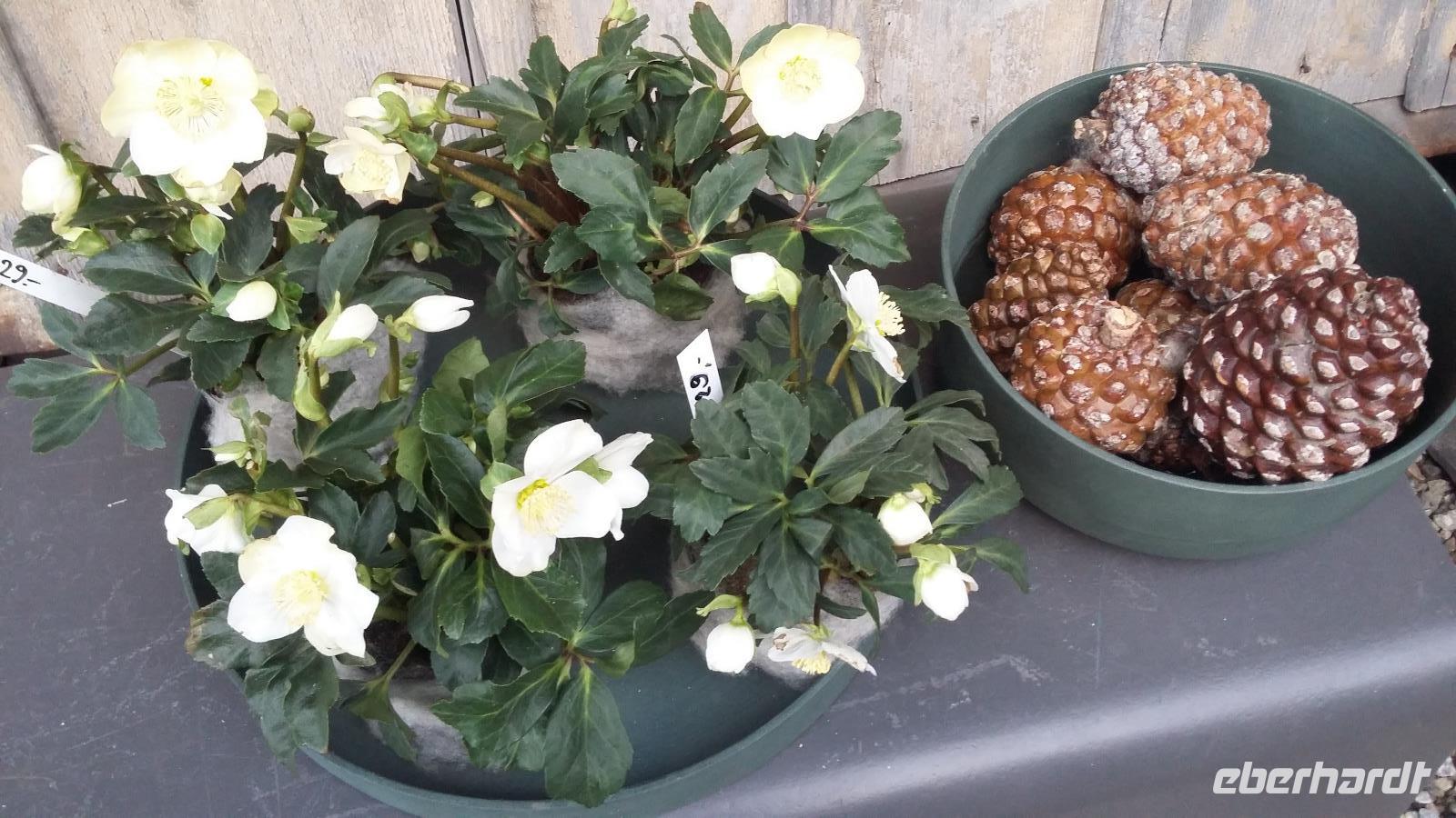 Appenzell Weihnachtsdeko