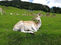 Reise ins Brixental/Tirol - Wildpark Aurach
