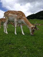 Reise ins Brixental/Tirol - Wildpark Aurach