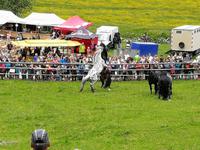 Reise ins Brixental/Tirol - Hengstauftrieb Aschau