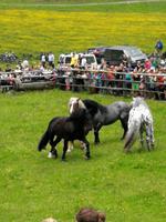 Reise ins Brixental/Tirol - Hengstauftrieb Aschau