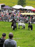 Reise ins Brixental/Tirol - Hengstauftrieb Aschau