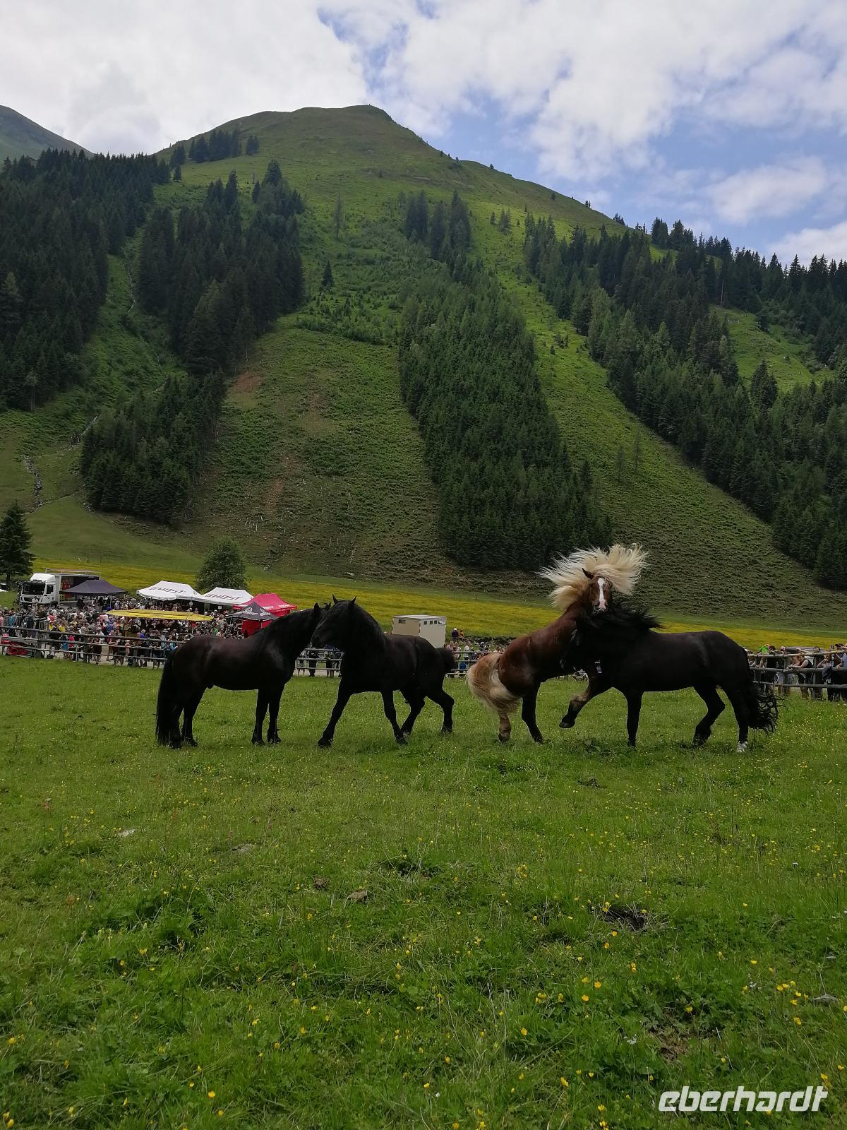 Reise ins Brixental/Tirol - Hengstauftrieb Aschau
